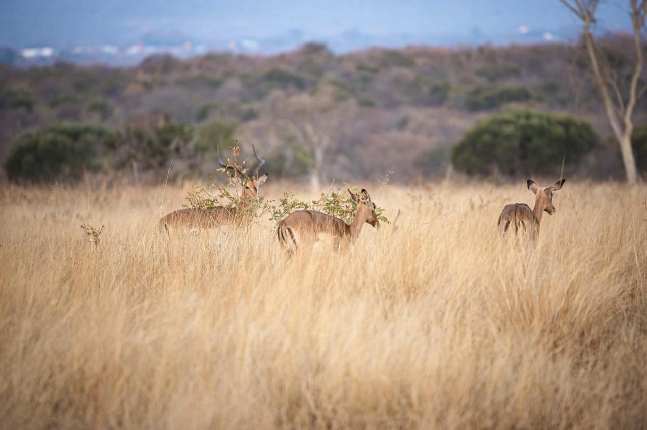 Tholo Manzi Private Game Farm Villa Zeerust Luaran gambar